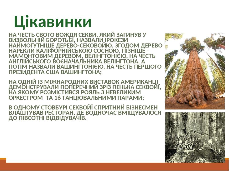 Цікавинки НА ЧЕСТЬ СВОГО ВОЖДЯ СЕКВИ, ЯКИЙ ЗАГИНУВ У ВИЗВОЛЬНІЙ БОРОТЬБІ, НАЗВАЛИ ІРОКЕЗИ НАЙМОГУТНІШЕ ДЕРЕВО-СЕКОВОЙЮ, ЗГОДОМ ДЕРЕВО НАРЕКЛИ КАЛІФ...