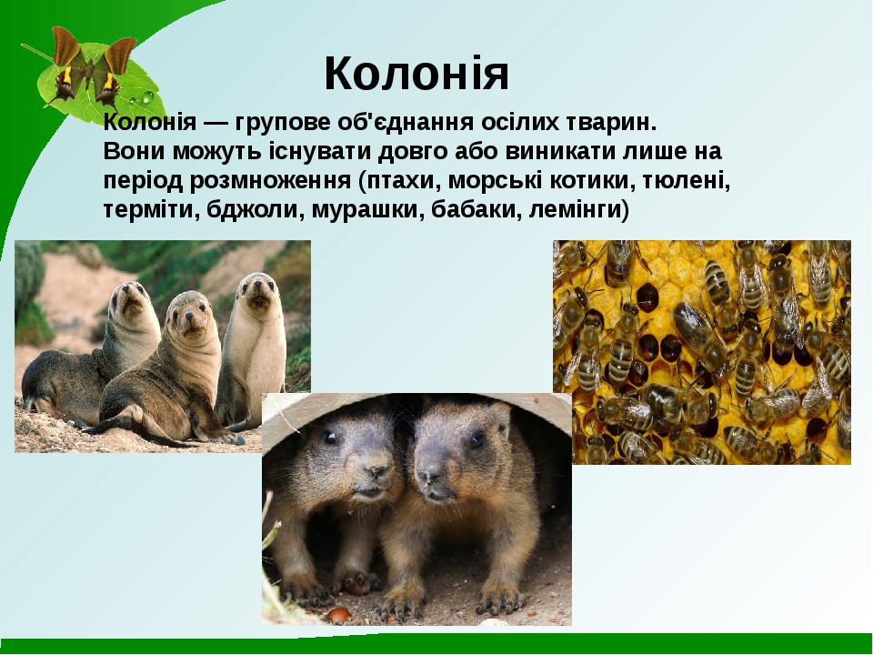 Спільноти тварин Проект з біології для 7 класу