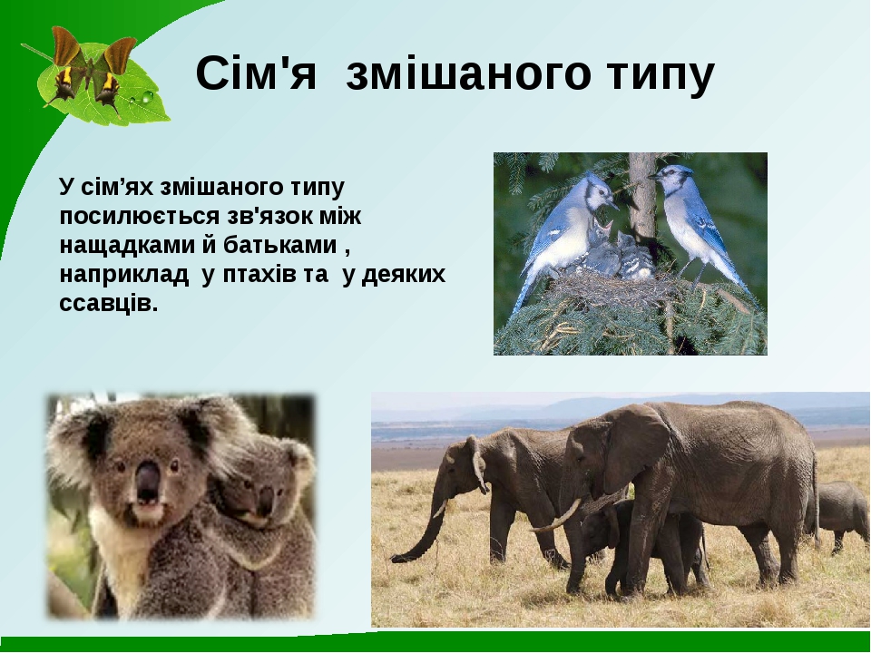 Спільноти тварин Проект з біології для 7 класу