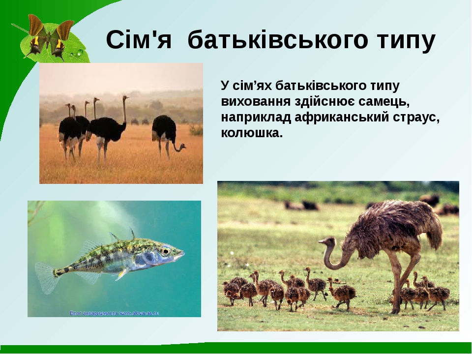 Спільноти тварин Проект з біології для 7 класу
