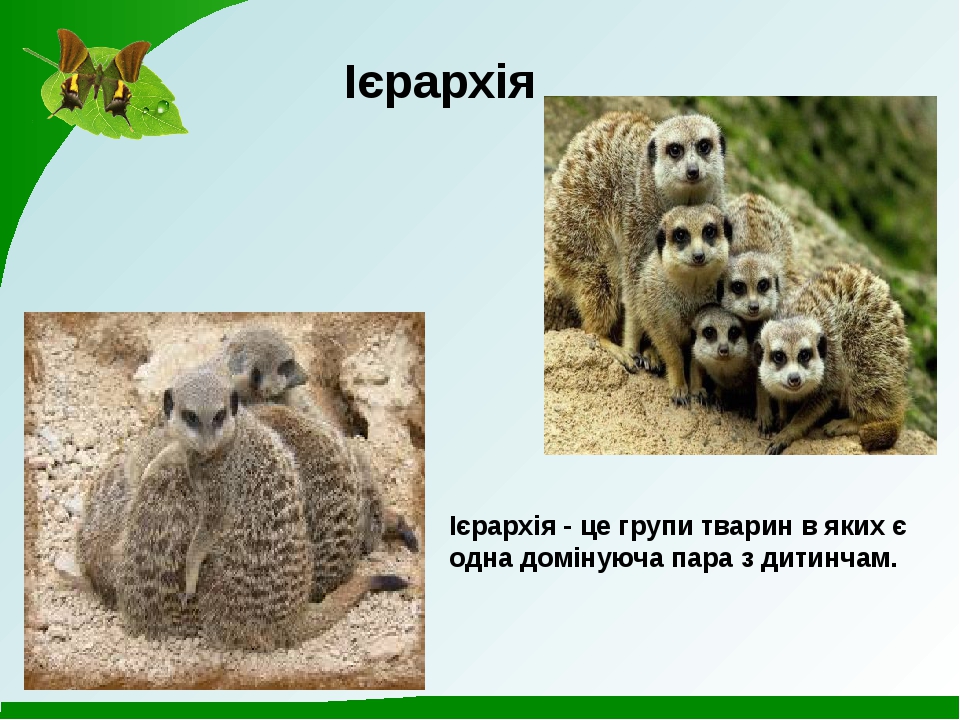Спільноти тварин Проект з біології для 7 класу