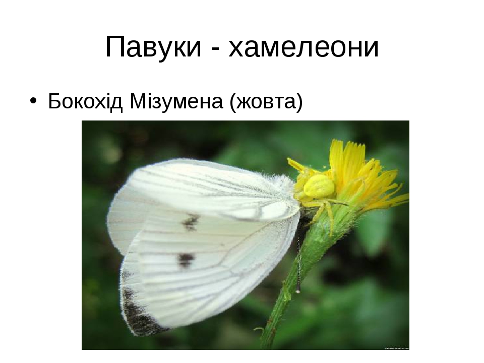 Презентація уроку "Різноманітність Павукоподібних"