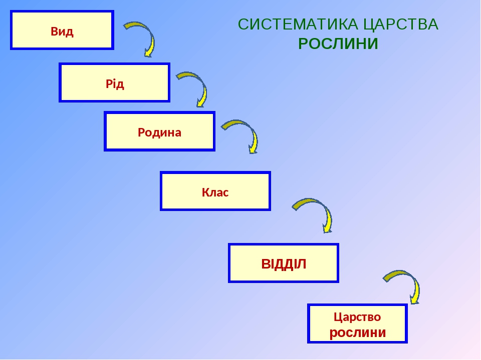 Схема царство род вид