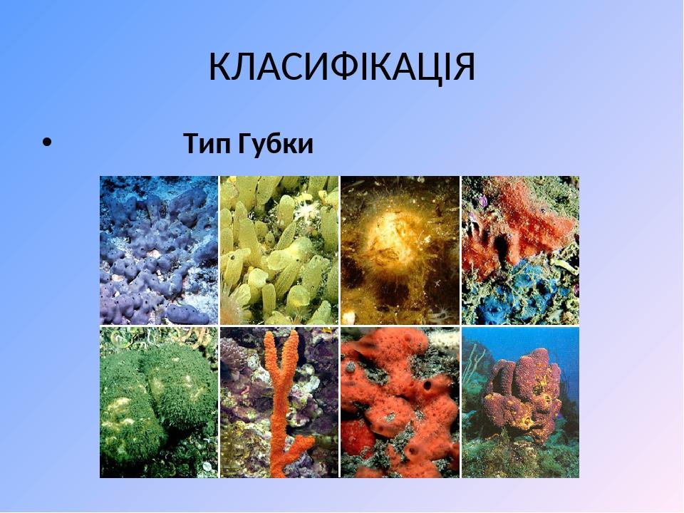 Тип губки. 3 Типа губок.