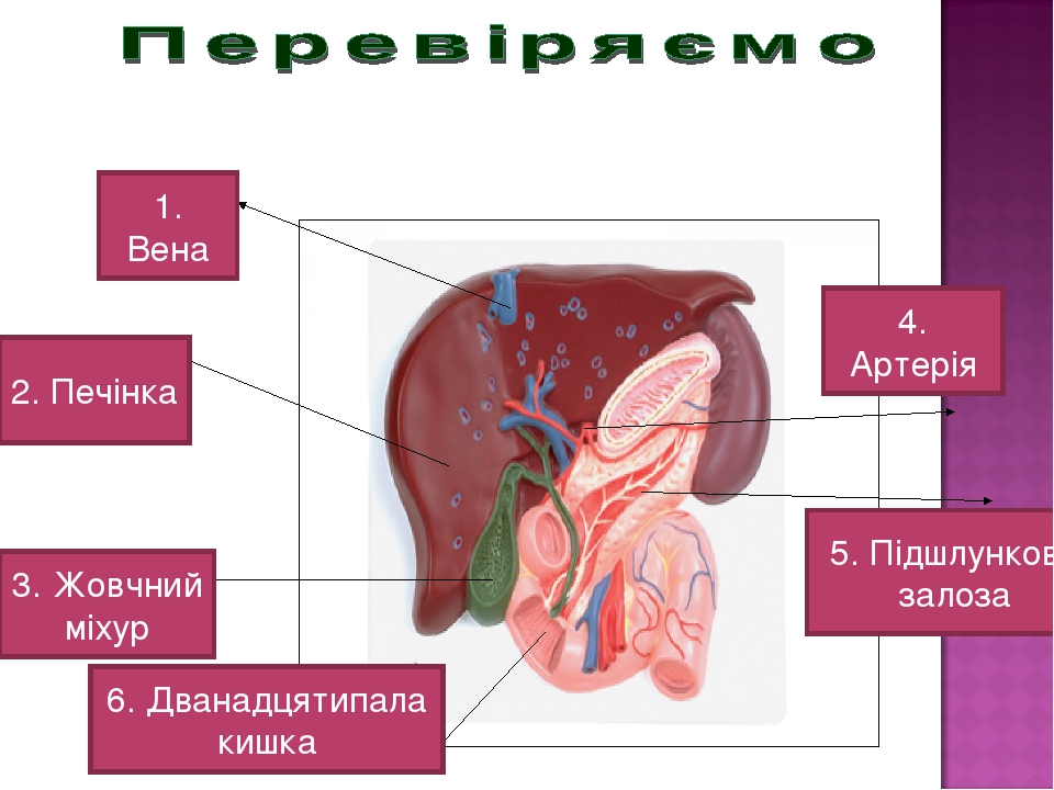 Презентація на тему “Узагальнення по темі “Травлення”