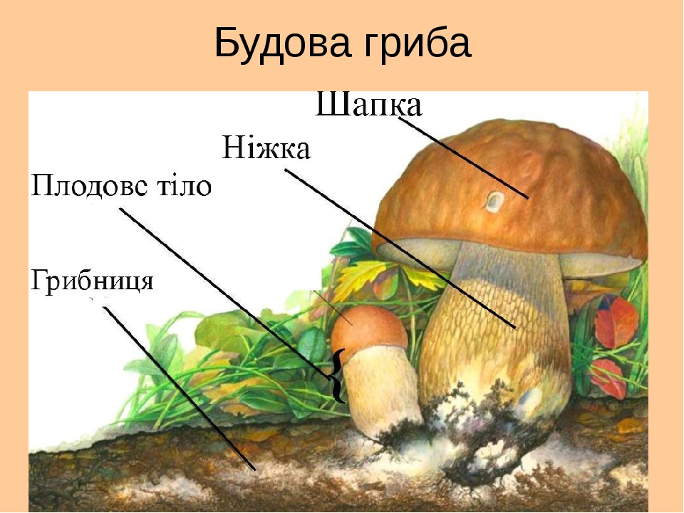 Картинка 3 гриба