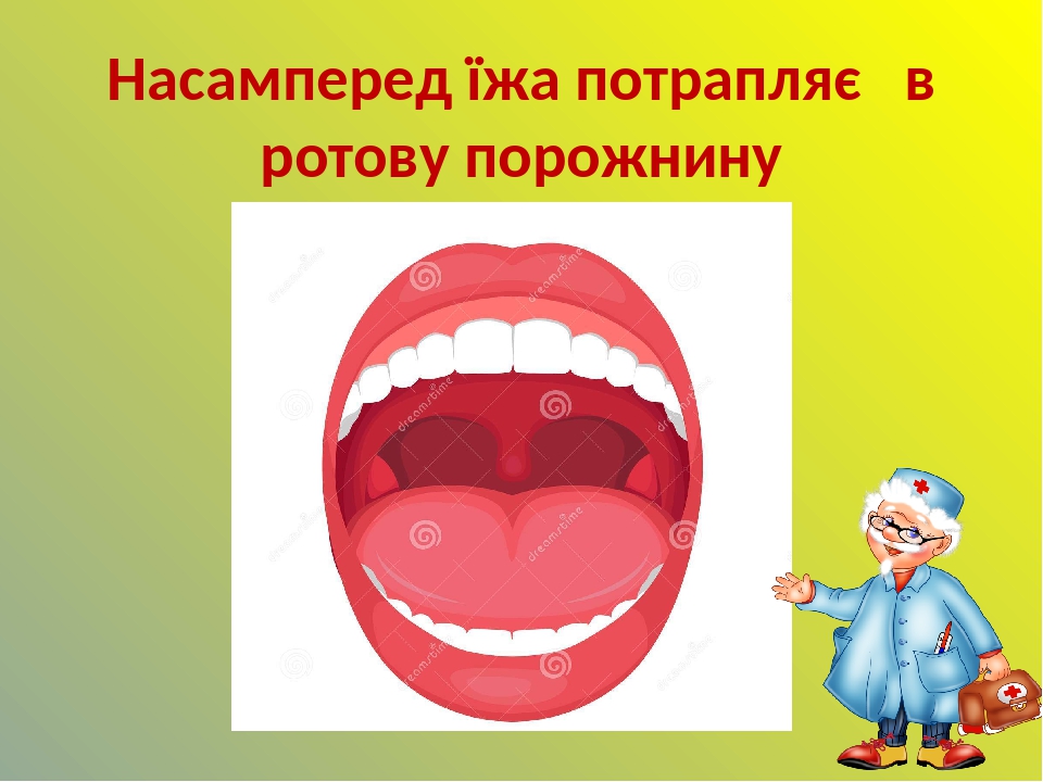 Насамперед їжа потрапляє в ротову порожнину