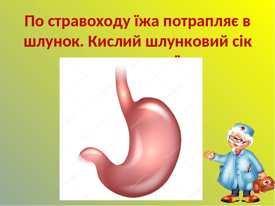 По стравоходу їжа потрапляє в шлунок. Кислий шлунковий сік перетравлює їжу