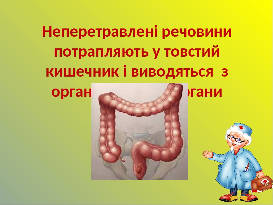 Неперетравлені речовини потрапляють у товстий кишечник і виводяться з організму через органи виділення