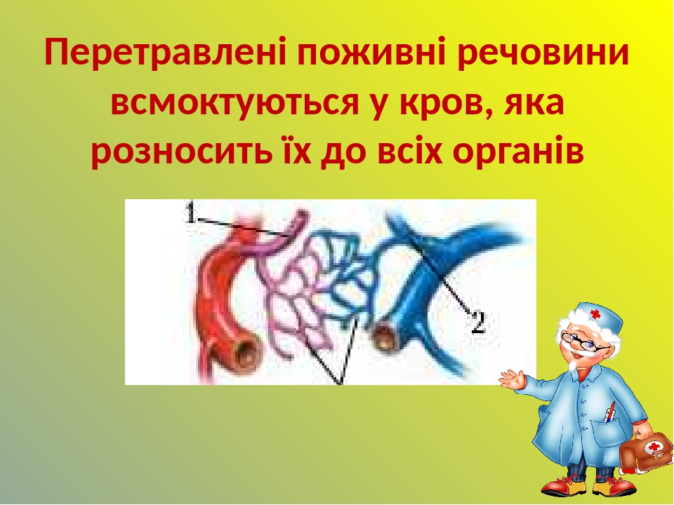 Перетравлені поживні речовини всмоктуються у кров, яка розносить їх до всіх органів