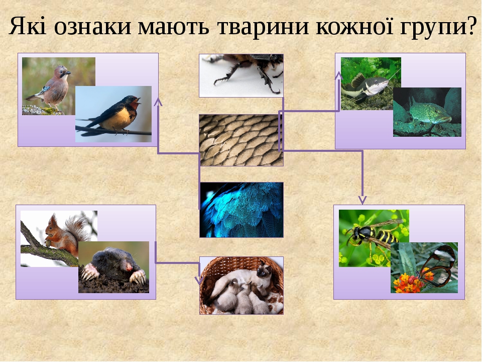 Які ознаки мають тварини кожної групи?