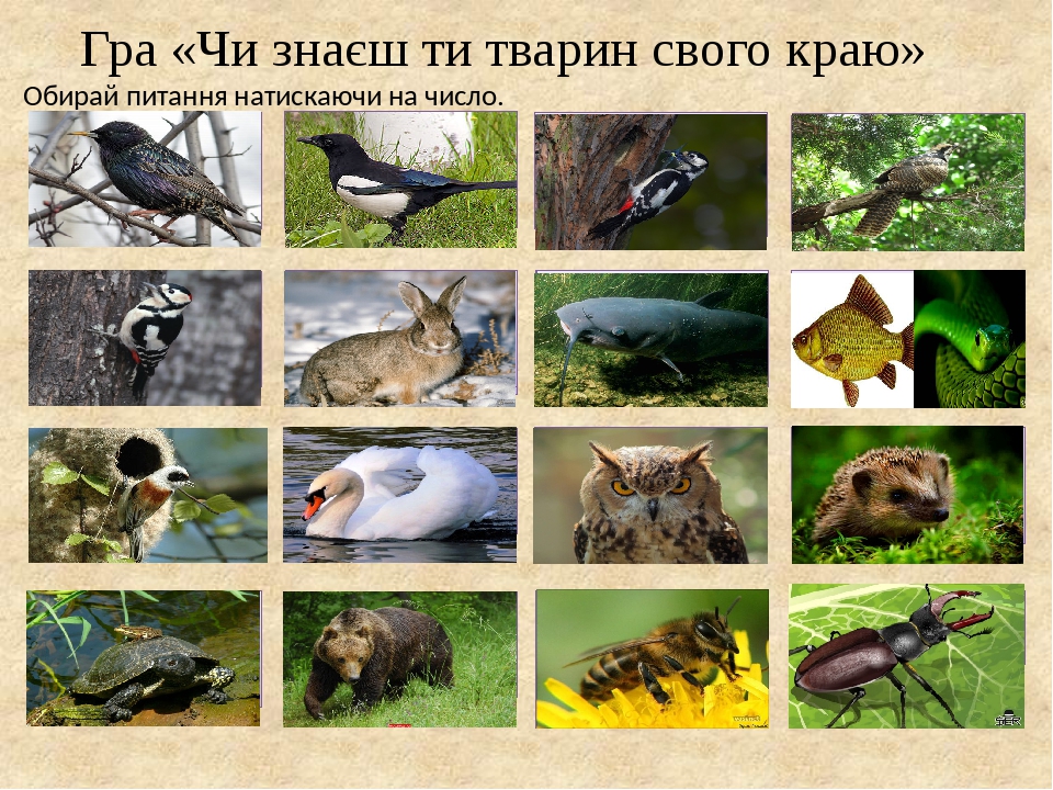 Гра «Чи знаєш ти тварин свого краю» Обирай питання натискаючи на число. Які птахи прилітають до нас першими? У назві якого птаха читаємо число соро...