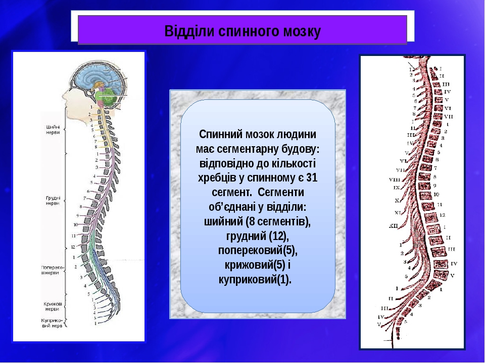 Сегмент спинного мозга рисунок с подписями анатомия