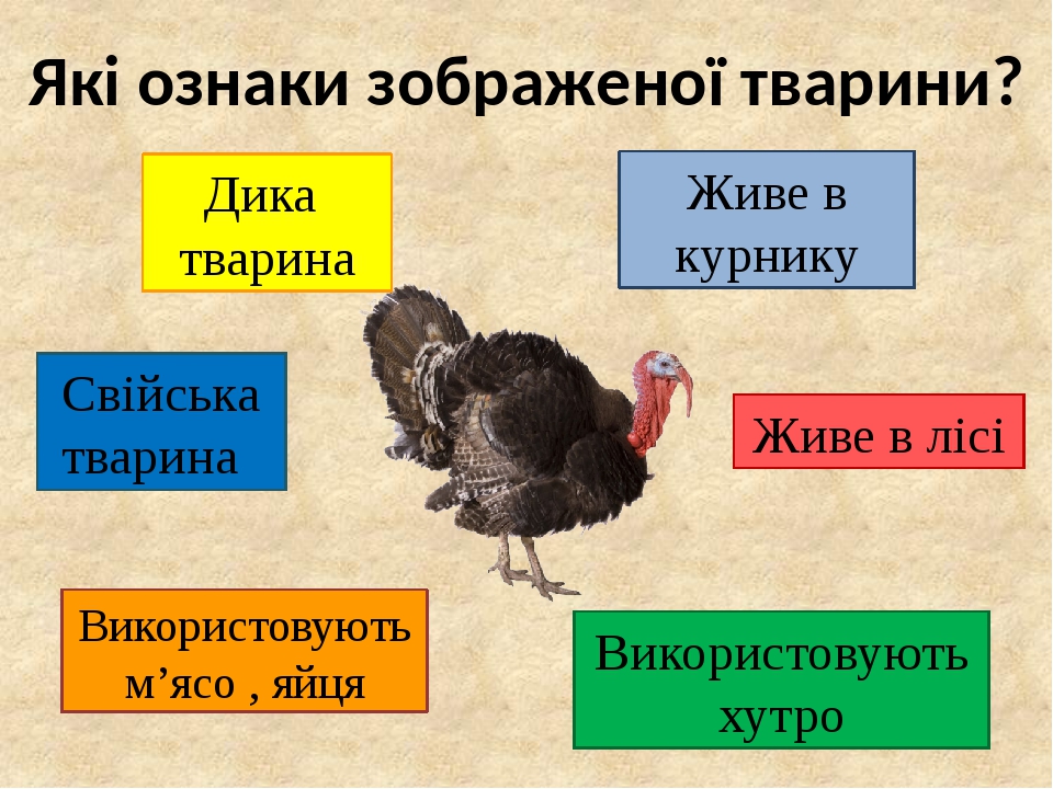 Презентація "Яких свійських тварин вирощують в рідному краю?"