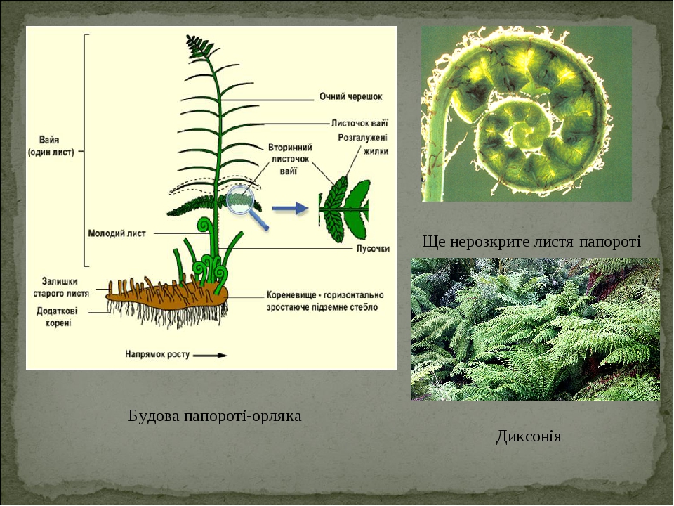 Папоротниковидные сорусы вайи и схема