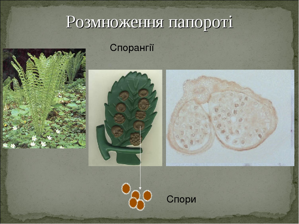 Папоротниковидные сорусы вайи и схема