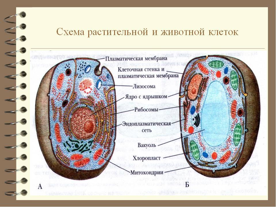 Растительная и животная клетка рисунок