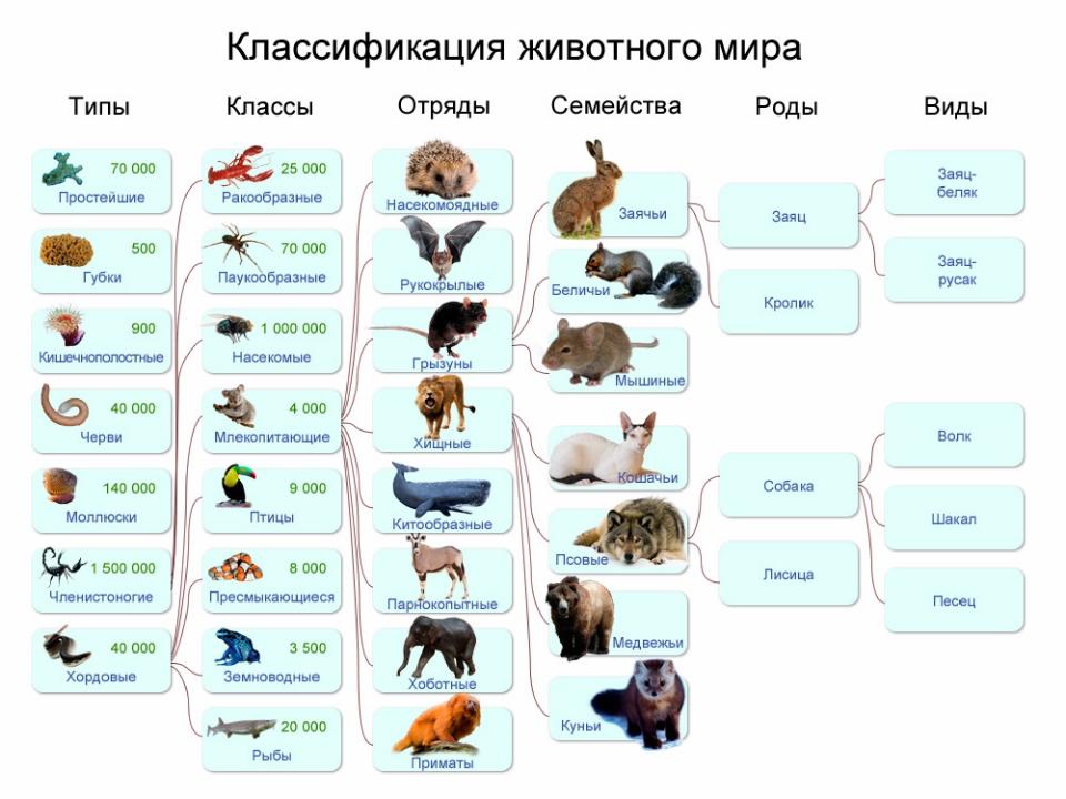 Презентація "Способи класифікації тварин" | Презентація. Біологія
