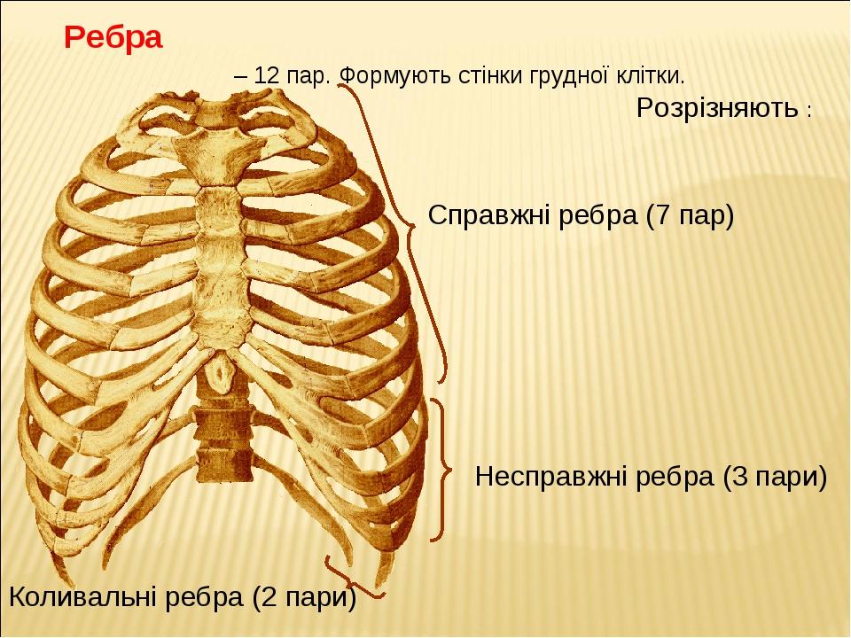 Ребра грудной клетки человека схема расположения