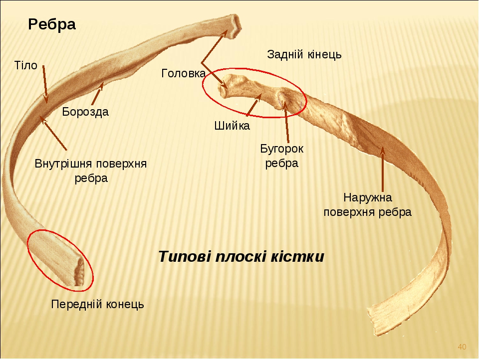 Теле конец. Строение котснорно ребра. Ребра головка шейка бугорок. Строение костного ребра. Детали строения костного ребра.