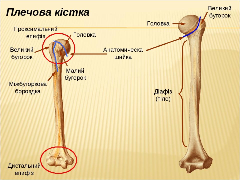 Кости плеча сколько костей