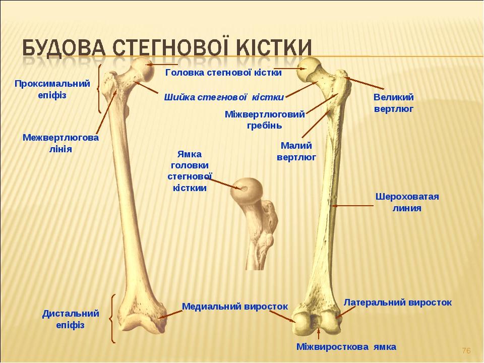 Prezentaciya Do Teoretichnogo Zanyattya Na Temu Ostealogiya Ta Artrologiya