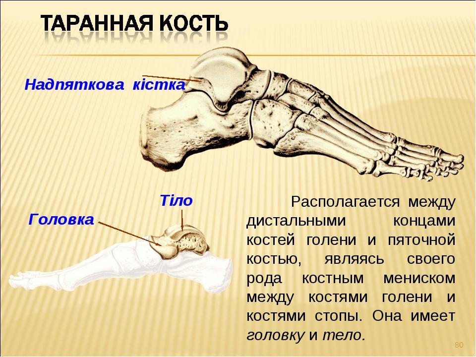 Функции стопы. Таранная кость стопы. Кости стопы таранная кость. Строение таранной кости стопы. Строение таранной кости.