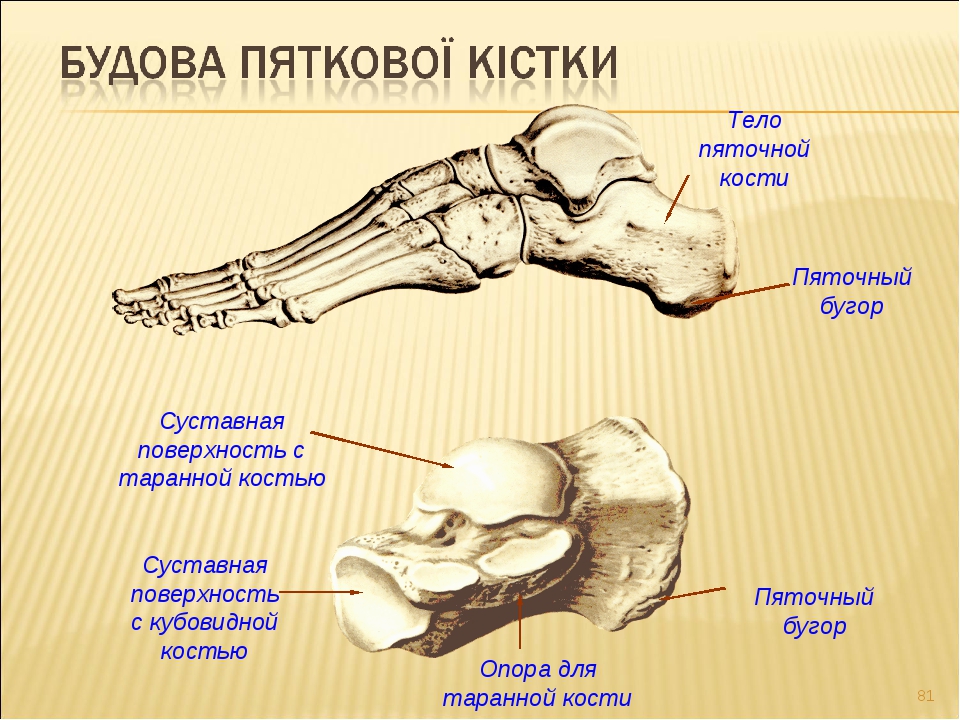 Таранная кость. Таран кости.