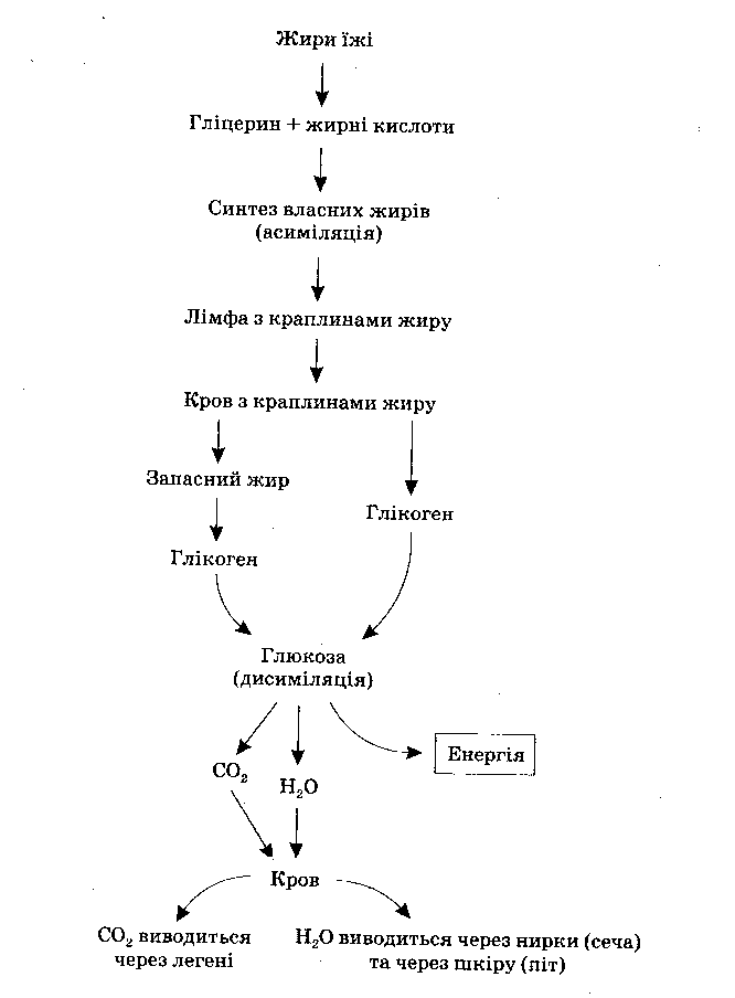 Загальна схема трансфузій