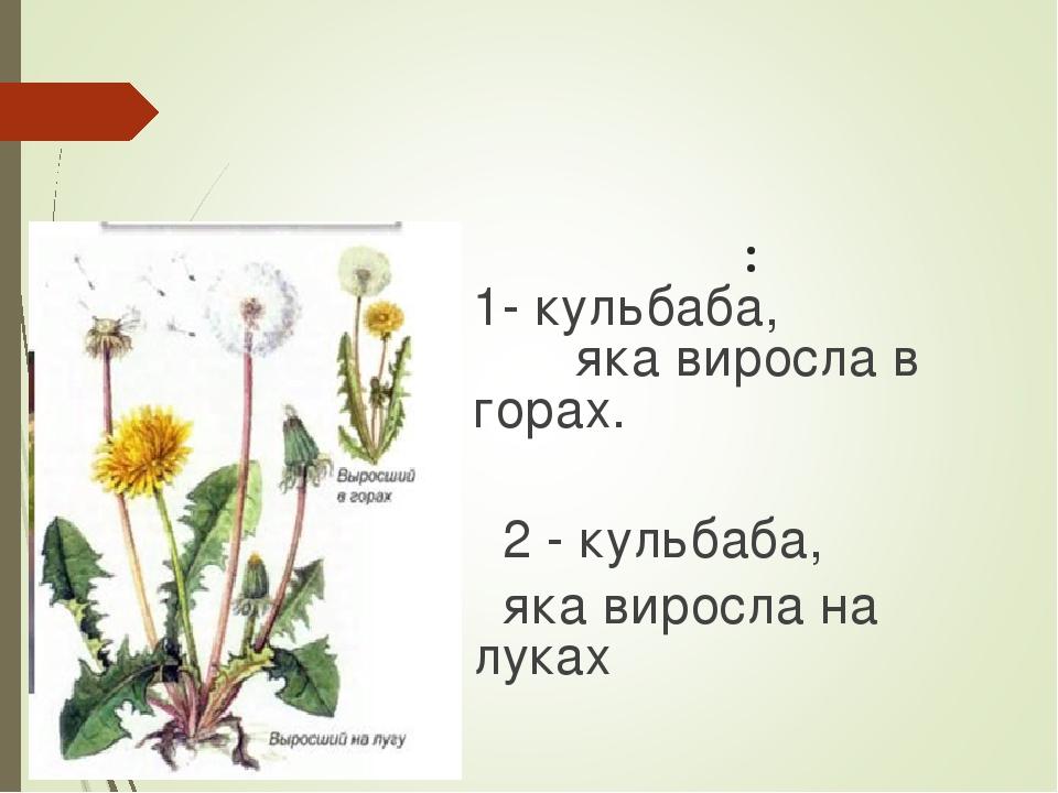 Кульбаба лікарська має різну висоту і площу листка в залежності від умов зволоження: 1- кульбаба, яка виросла в горах. 2 - кульбаба, яка виросла на...