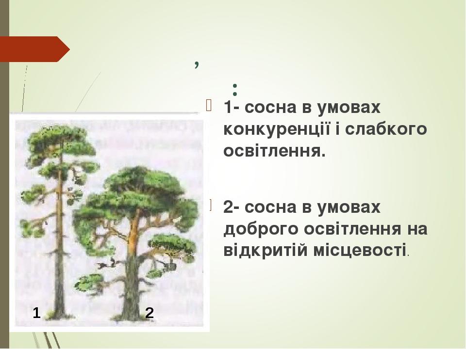 Форма крони сосни звичайної, залежно від освітленості: 1- сосна в умовах конкуренції і слабкого освітлення. 2- сосна в умовах доброго освітлення на...