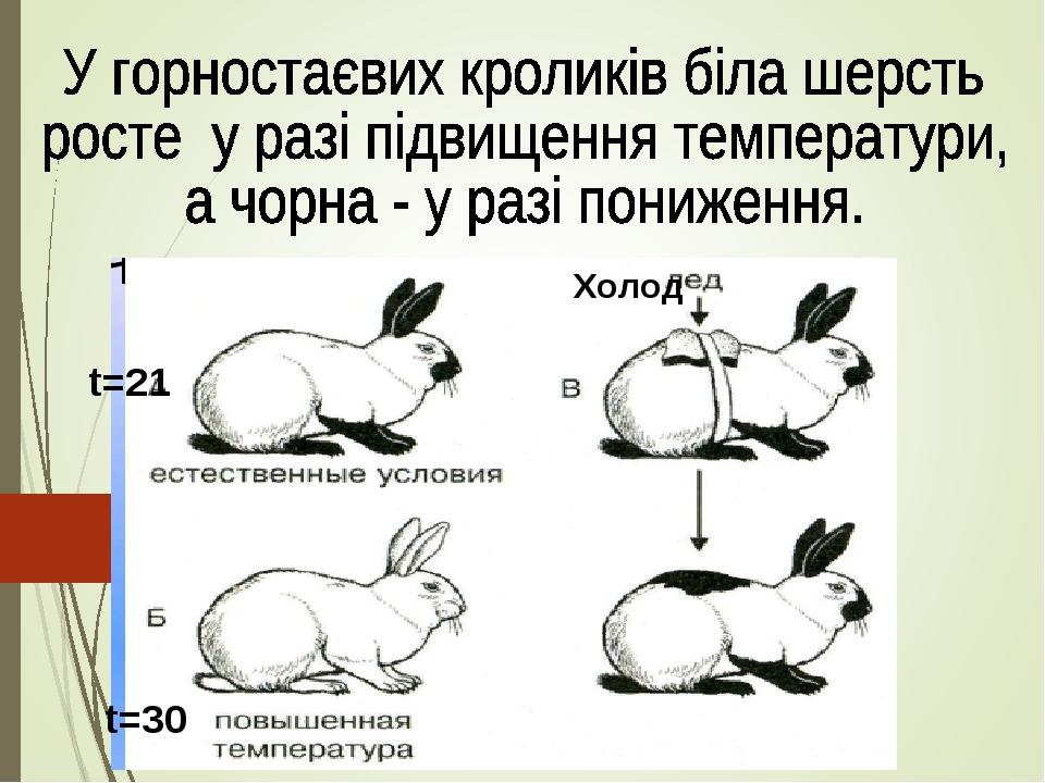 t=21 t=30 Холод