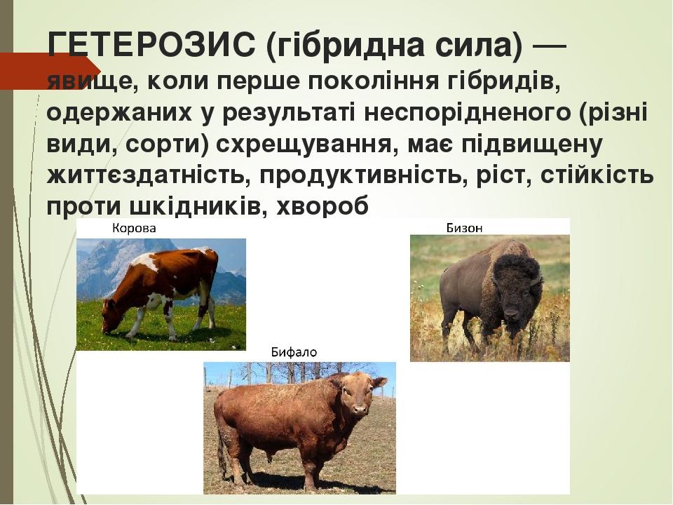 ГЕТЕРОЗИС (гібридна сила) — явище, коли перше покоління гібридів, одержаних у результаті неспорідненого (різні види, сорти) схрещування, має підвищ...