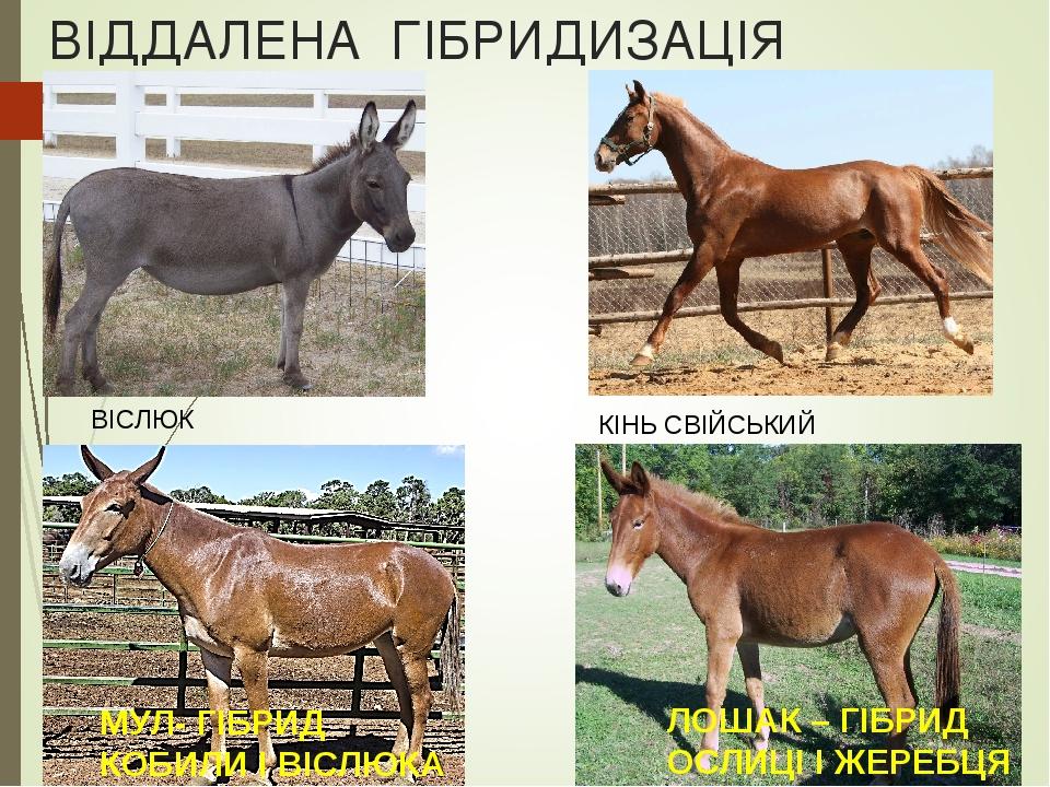 Урок- Презентація "Форми мінливості" | Презентація. Біологія