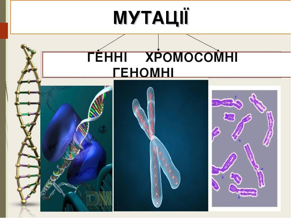 НІГЕННІ ХРОМОСОМНІ ГЕНОМНІ МУТАЦІЇ