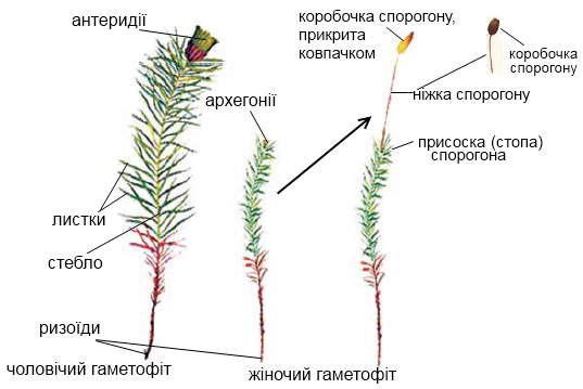 Мох картинки для детей