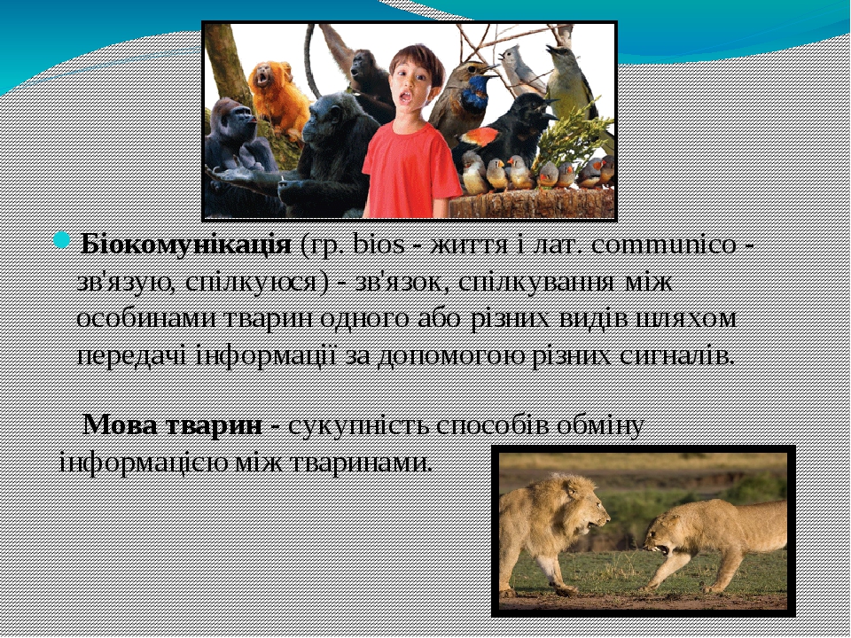 Презентація до уроку на тему "Комунікація тварин" 7 клас