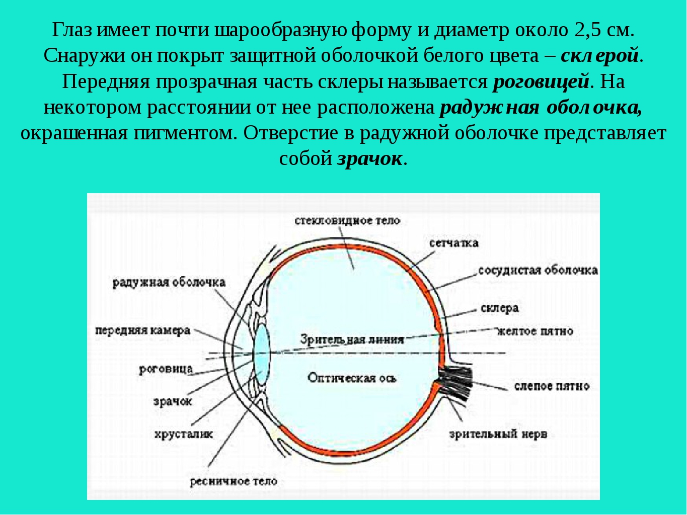 Склера сетчатка слепое. Зрительная и оптическая ось глаза. Передняя оболочка глаза. Передняя прозрачная часть склеры. Оптическая система глаза.