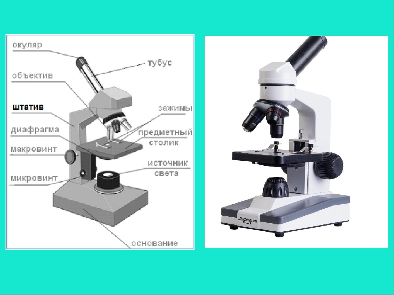 Какую функцию выполняет часть микроскопа тубус. Предметный столик микроскопа Микмед 6. Строение микроскопа винты. Строение микроскопа 5 класс биология макровинт. Световой микроскоп строение макровинт.