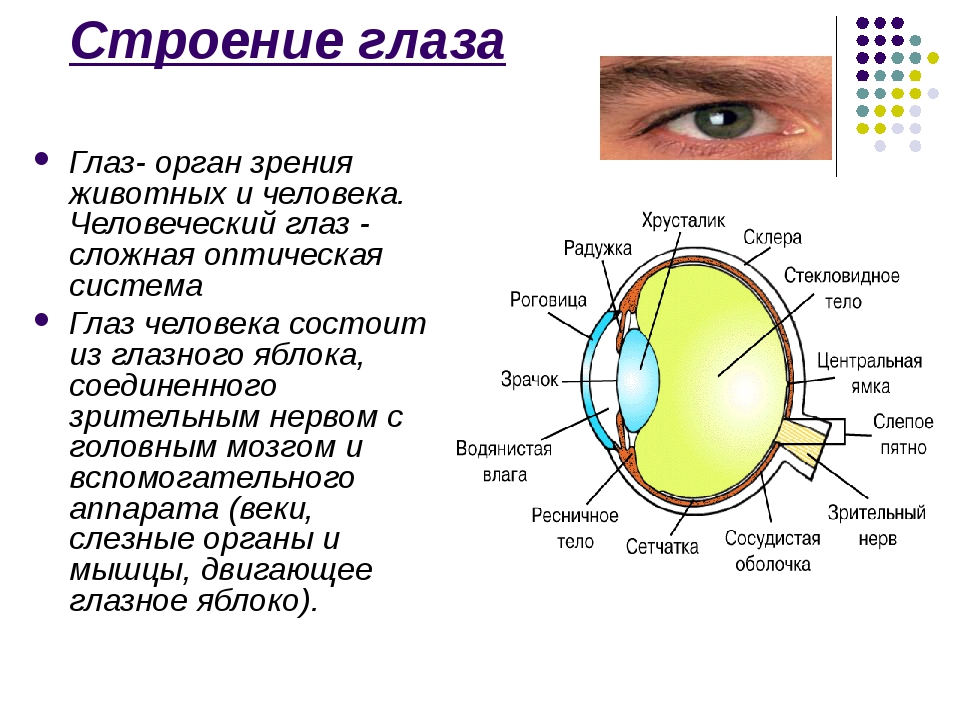 Рисунок глаза биология 8 класс