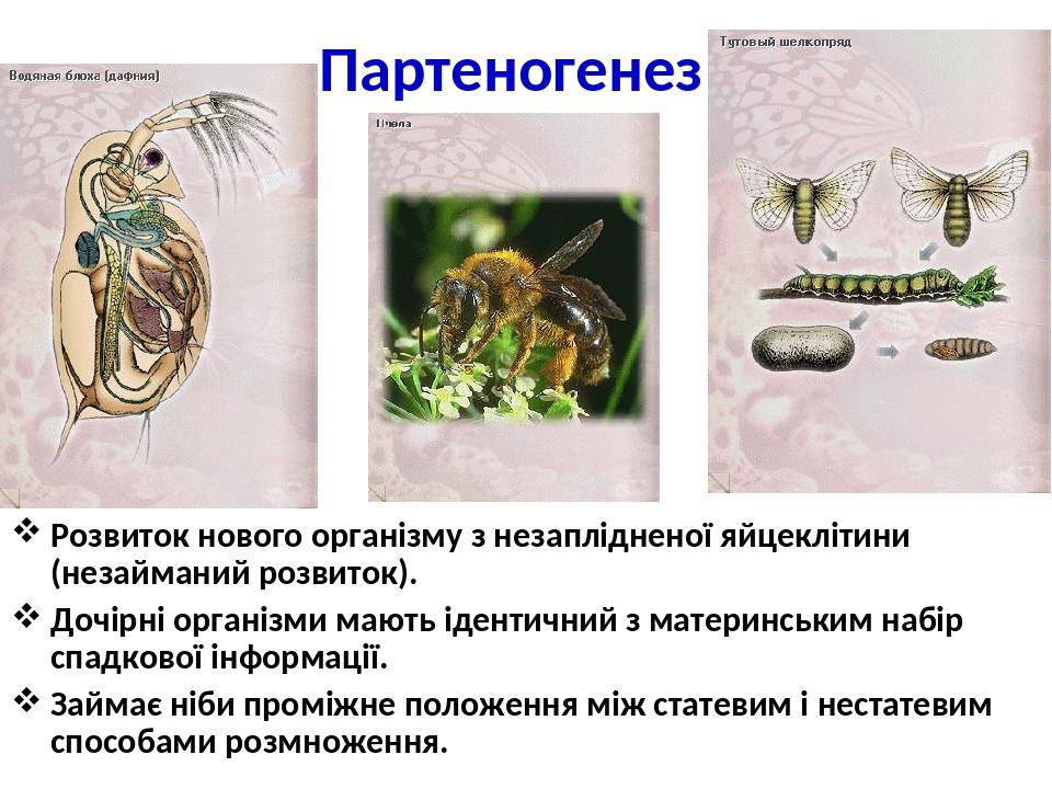 Образование спор партеногенез. Бабочки партеногенез. Партеногенез рисунок. Партеногенез у млекопитающих. Партеногенез у водорослей.