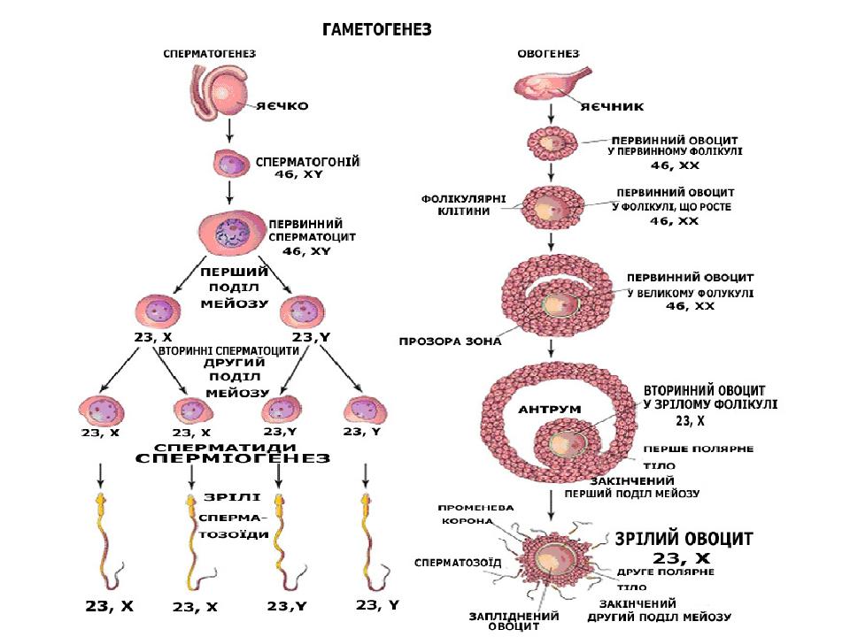 Клетку называют сперматоцитов ii порядка. Схема овогенеза гистология. Оогенез гистология. Овоцит 2 порядка набор хромосом. Сперматогенез.