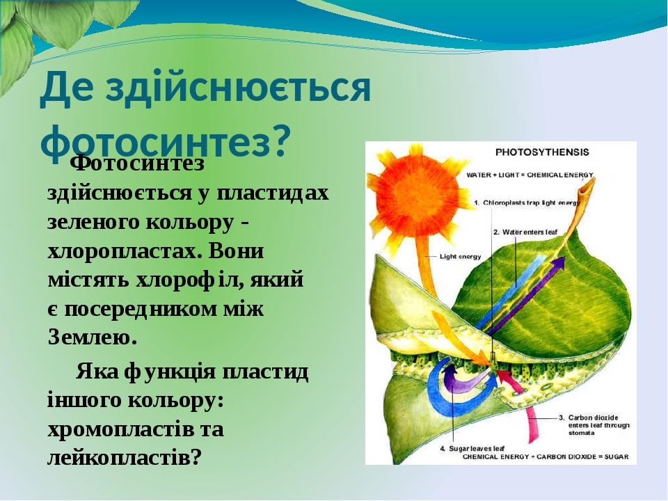 Проект на тему фотосинтез