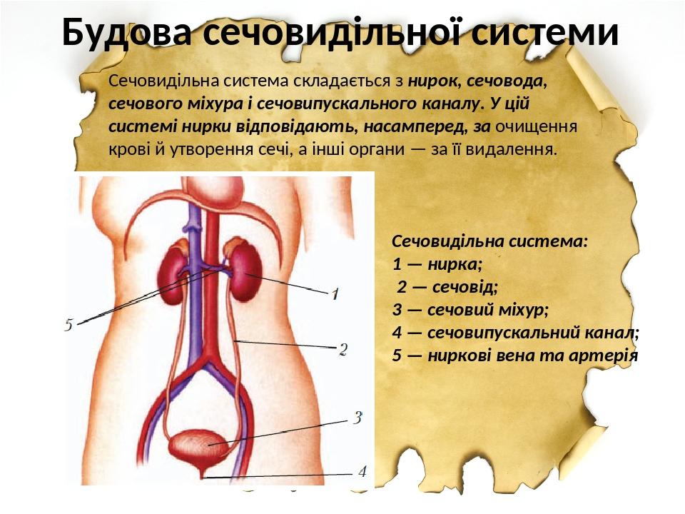 Будова сечовидільної системи Сечовидільна система: 1 — нирка; 2 — сечовід; 3 — сечовий міхур; 4 — сечовипускальний канал; 5 — ниркові вена та артер...