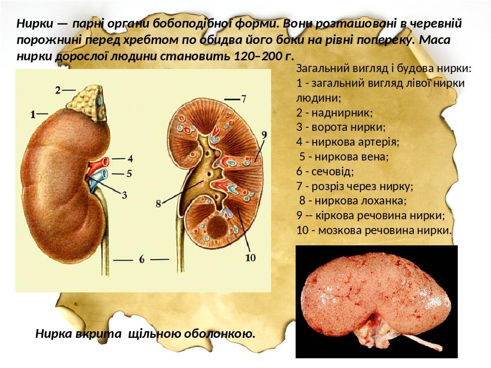 Нирки — парні органи бобоподібної форми. Вони розташовані в черевній порожнині перед хребтом по обидва його боки на рівні попереку. Маса нирки доро...