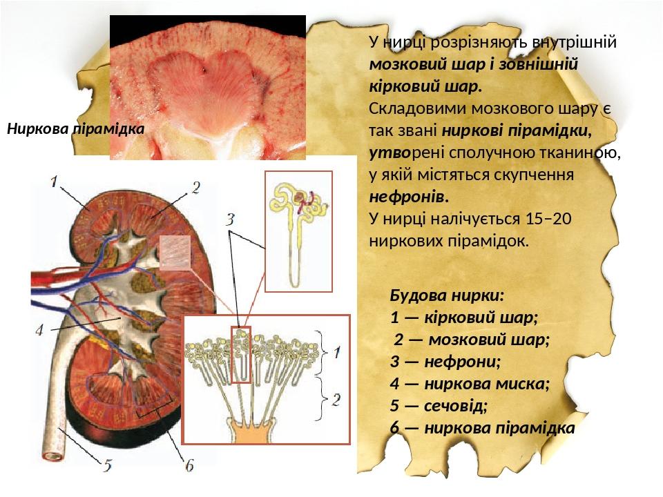 Будова нирки: 1 — кірковий шар; 2 — мозковий шар; 3 — нефрони; 4 — ниркова миска; 5 — сечовід; 6 — ниркова пірамідка У нирці розрізняють внутрішній...