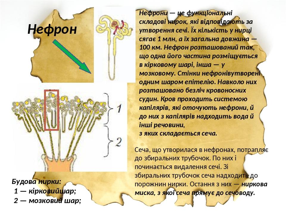 Будова нирки: 1 — кірковийшар; 2 — мозковий шар; Нефрон Нефрони — це функціональні складові нирок, які відповідають за утворення сечі. Їх кількість...