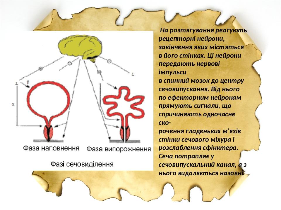 На розтягування реагують рецепторні нейрони, закінчення яких містяться в його стінках. Ці нейрони передають нервові імпульси в спинний мозок до цен...
