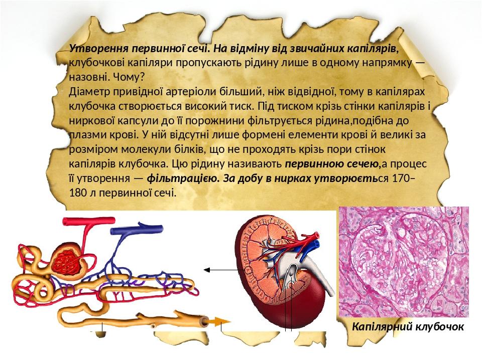 Утворення первинної сечі. На відміну від звичайних капілярів, клубочкові капіляри пропускають рідину лише в одному напрямку — назовні. Чому? Діамет...