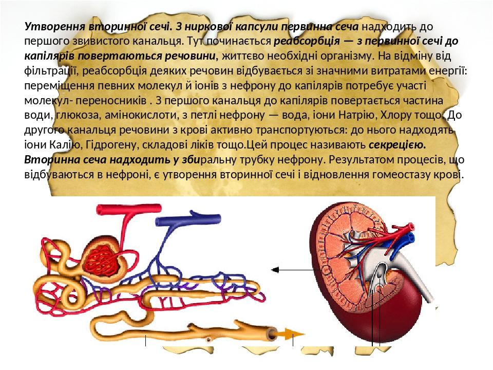 Утворення вторинної сечі. З ниркової капсули первинна сеча надходить до першого звивистого канальця. Тут починається реабсорбція — з первинної сечі...